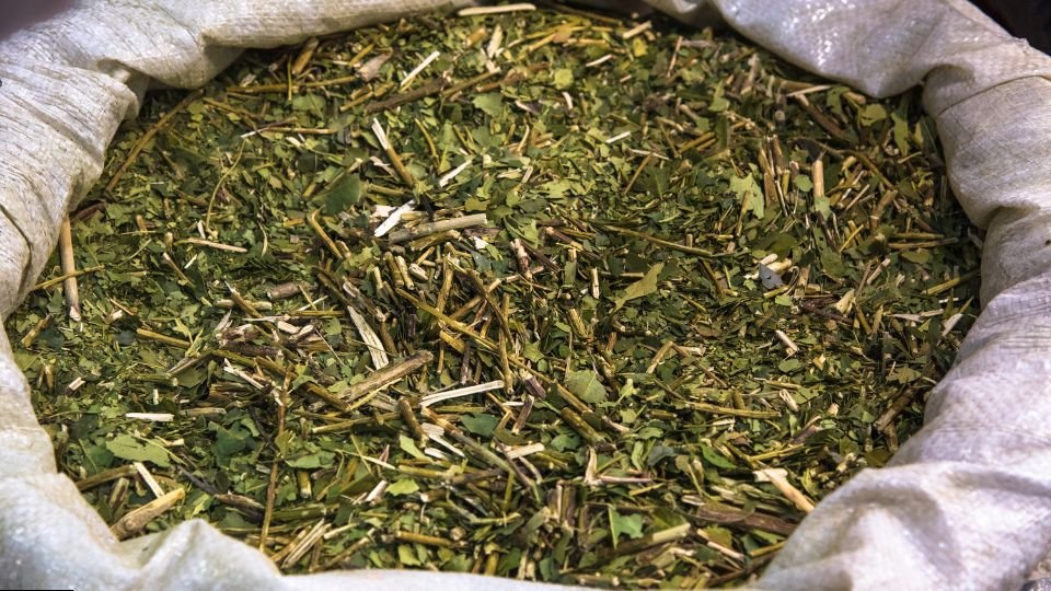 7 Proven Yerba Mate Health Benefits: Energy, Focus, and More Backed by Science - Teko - Yerba Mate