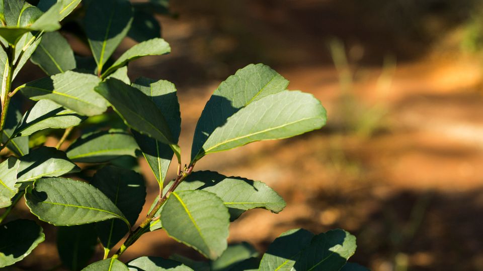 Close-up of yerba mate leaves growing in sunlight on a branchowerful benefits.