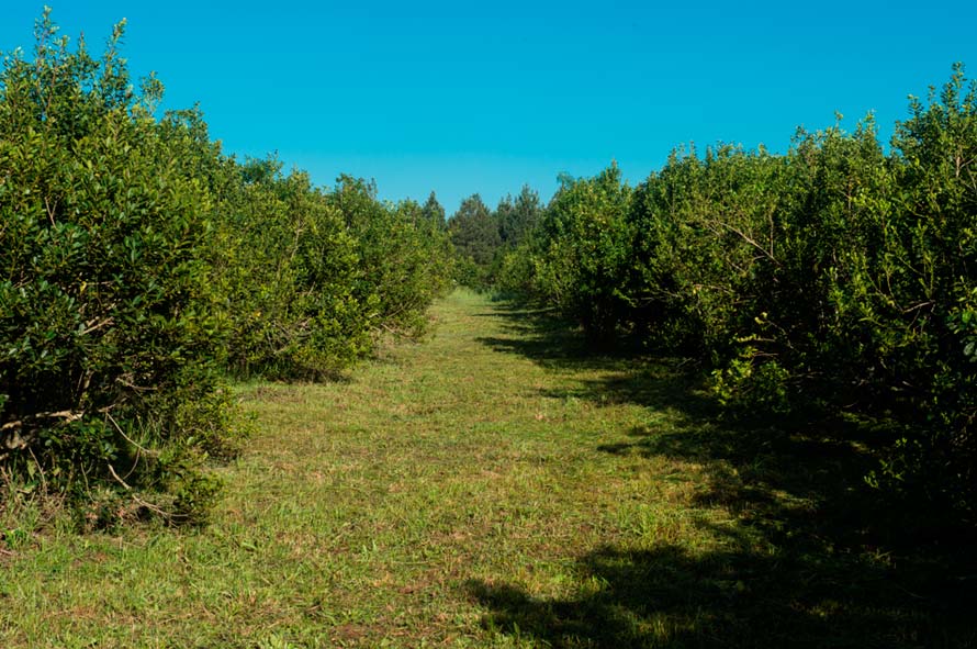 How Organic Yerba Mate Leaves Are Grown (and What USDA Organic Really Means) - Teko - Yerba Mate