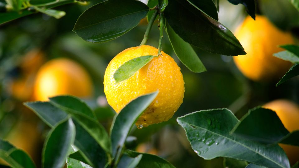 🍋 Lemon Yerba Mate: A Citrus Tradition Rooted in Paraguay - Teko - Yerba Mate