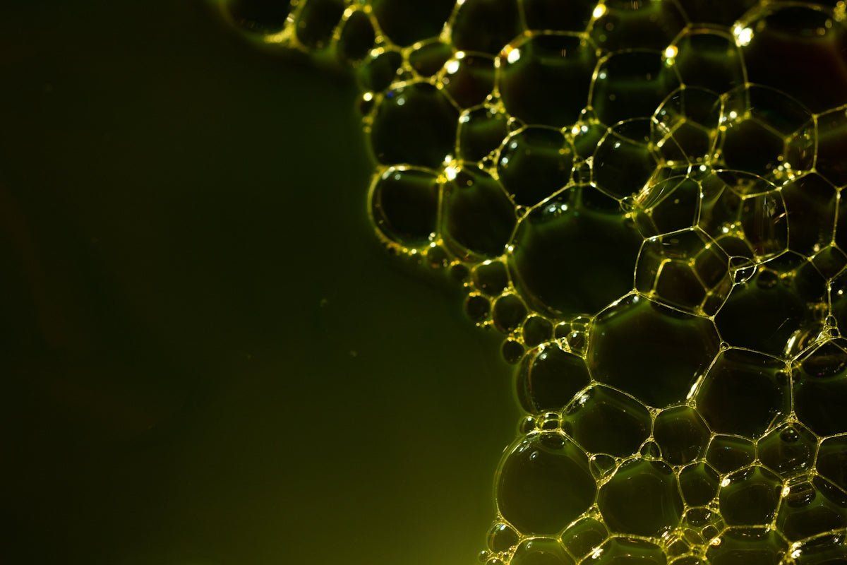Explainer: The Natural Power of Antioxidants in Yerba Mate Clean Energy - Teko - Yerba Mate