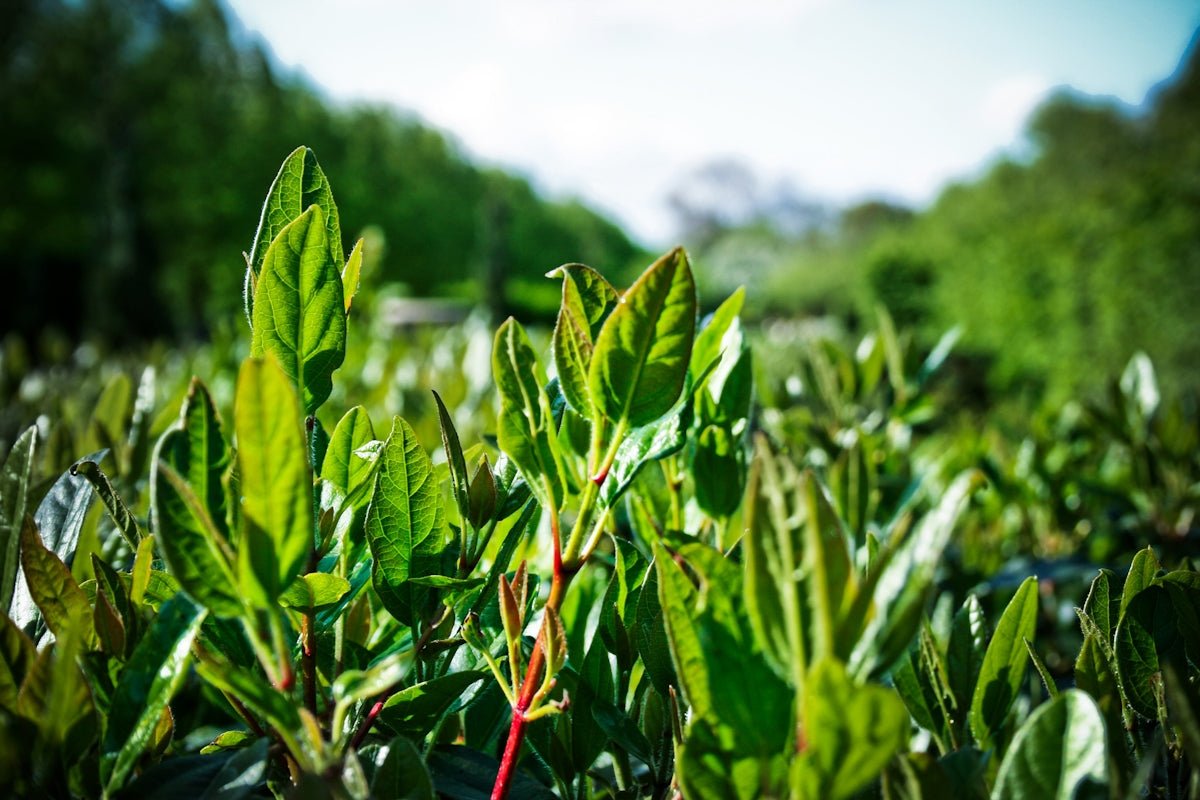 Exploring Antioxidants in Yerba Mate and Their Boosting Effects - Teko - Yerba Mate
