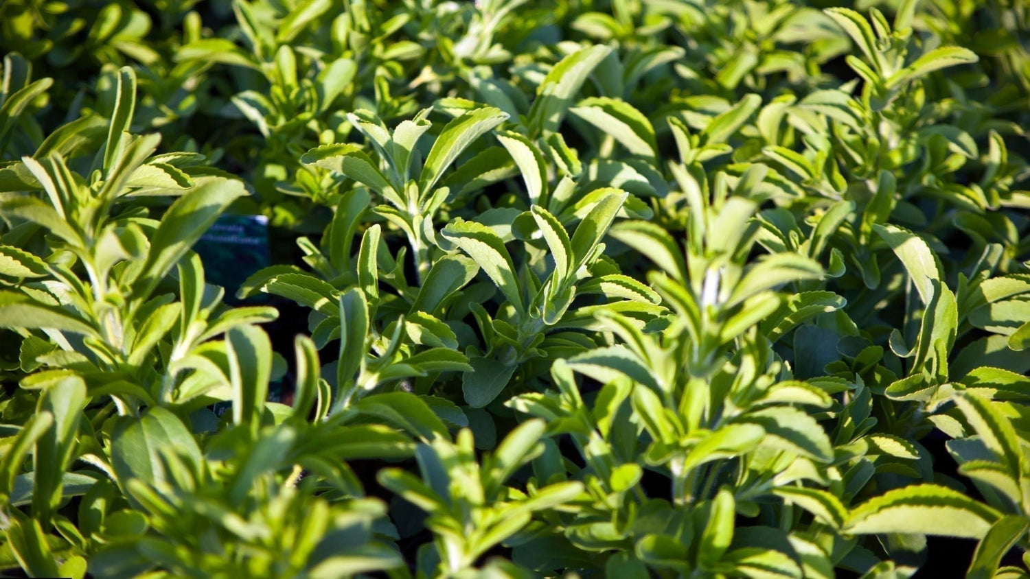 What Makes Our Stevia Different? (a.k.a. Ka’a He’ê 🌿) - Teko - Yerba Mate