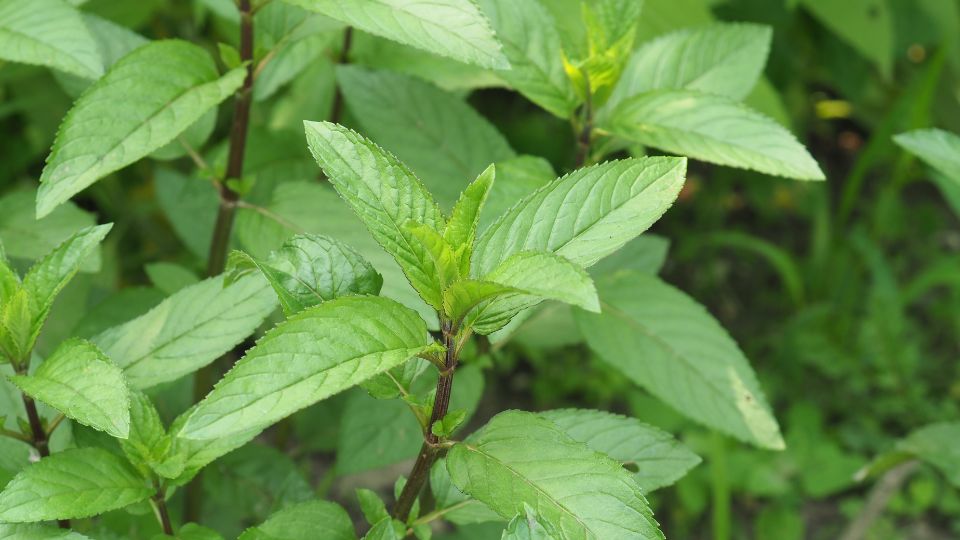 🌿 Why We Add Mint to Our Yerba Mate Blend - Teko - Yerba Mate