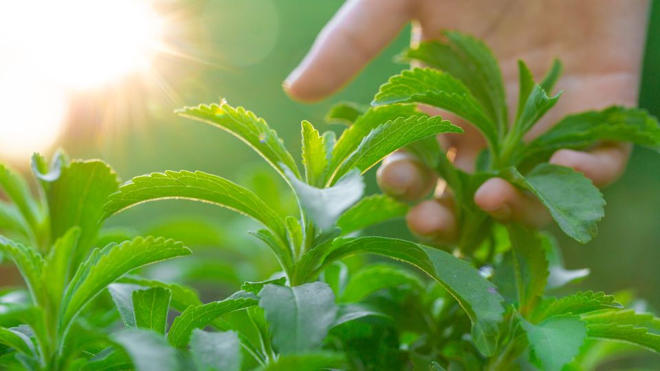 🍃 Why We Use Stevia Instead of Sugar in Our Yerba Mate - Teko - Yerba Mate