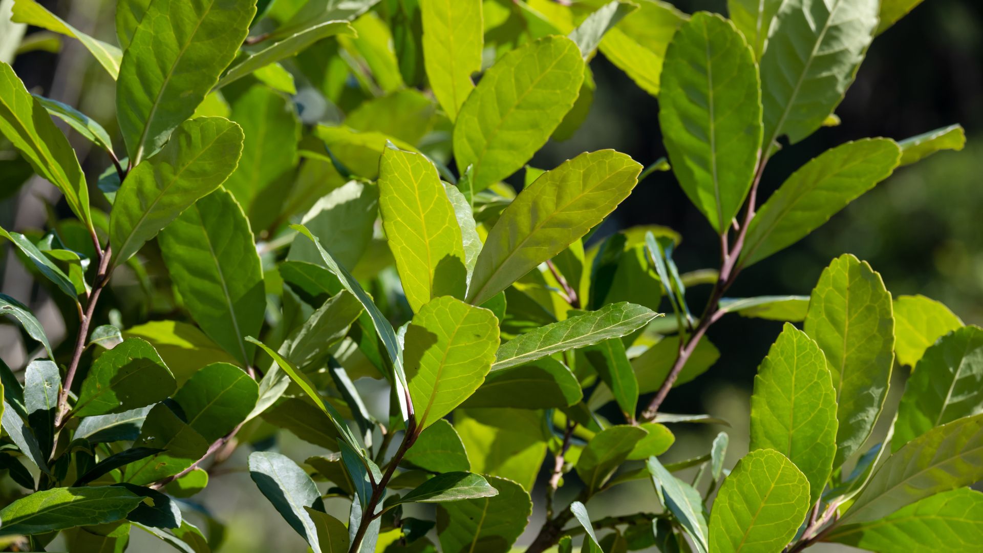 Yerba Mate 101: What It Is, How It Works, and Why It Feels So Different - Teko - Yerba Mate