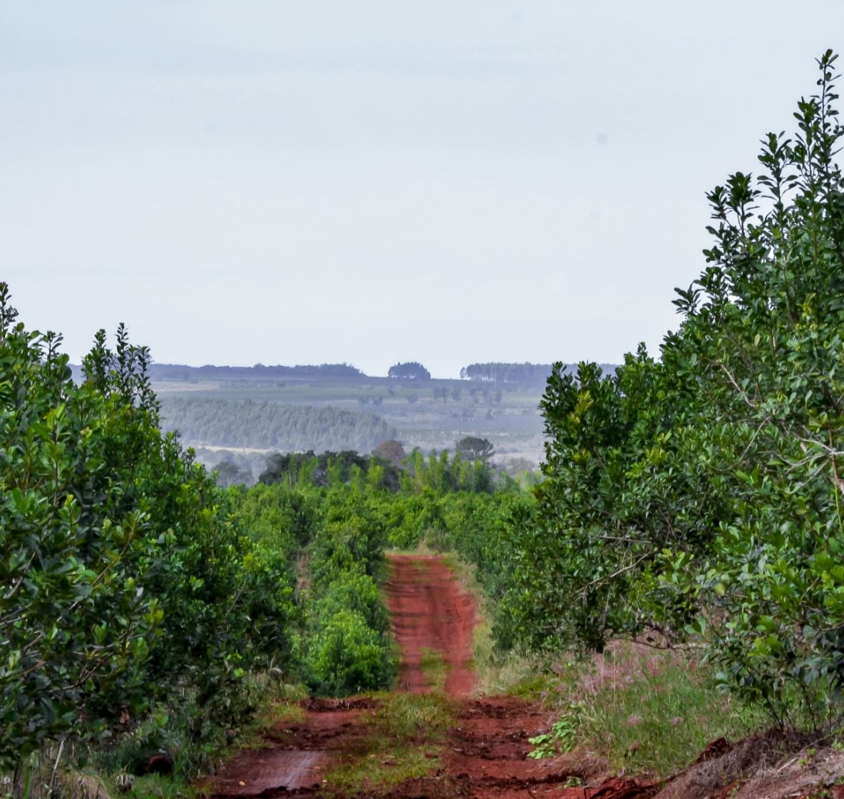 Rainforest trail surrounded by lush greenery—Teko yerba mate draws from nature and South American herbal tradition